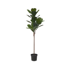 FEJKA Artificial potted plant, in/outdoor fiddle-leaf fig, 19 cm