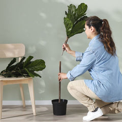 FEJKA Artificial potted plant, in/outdoor fiddle-leaf fig, 19 cm