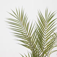 نبتة صناعية من فيجكا، مزروعة في أصيص، داخلية/خارجية/نخلة كينتيا، 15 سم